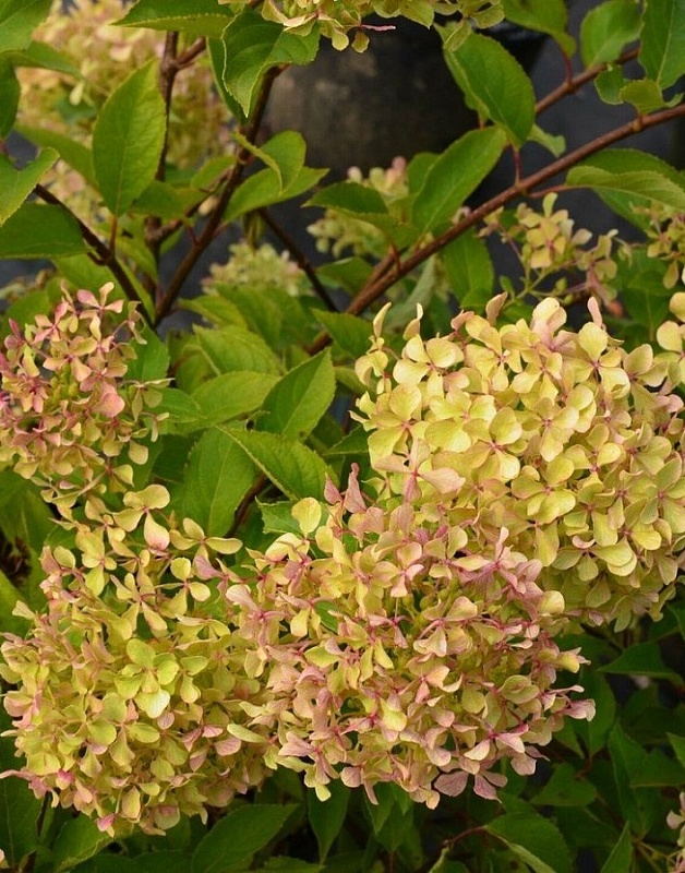 Гортензия метельчатая Перл де Фестиваль 1 шт Р9